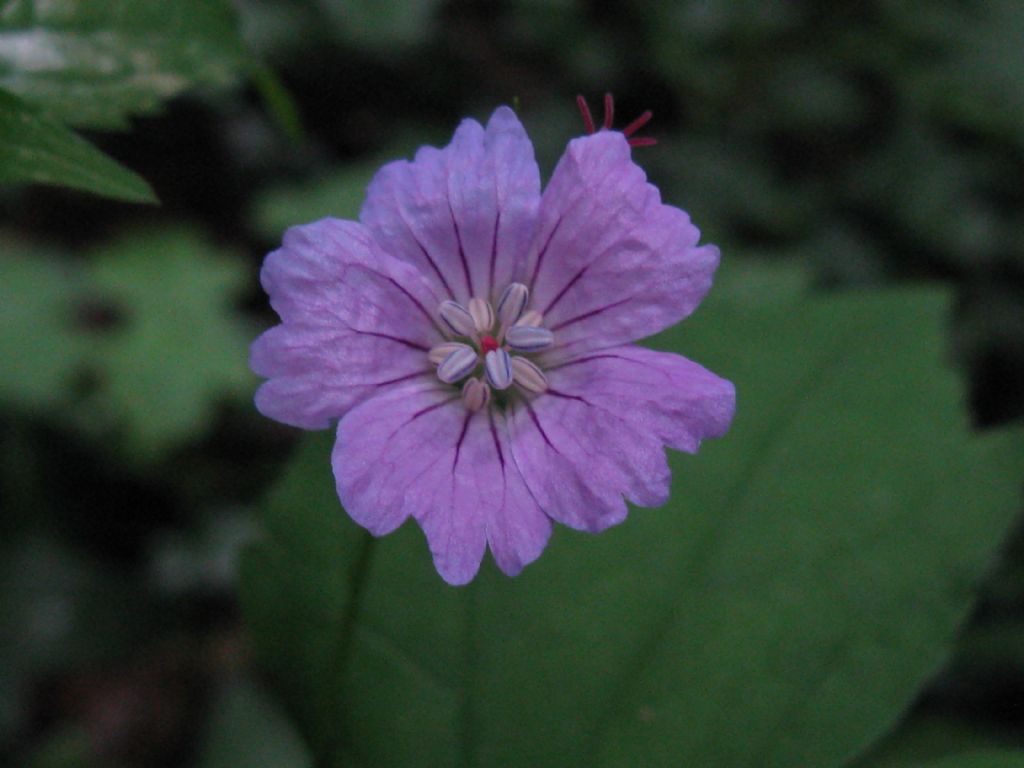 Parco di Monza: Geranium nodosum