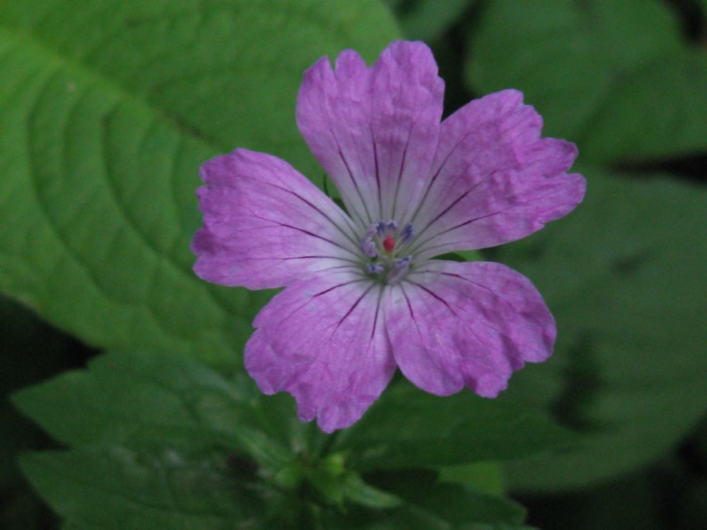 Parco di Monza: Geranium nodosum