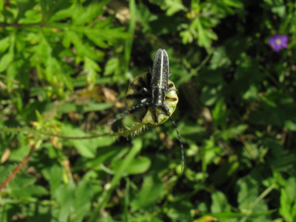 Agapanthia cardui (Cerambycidae)