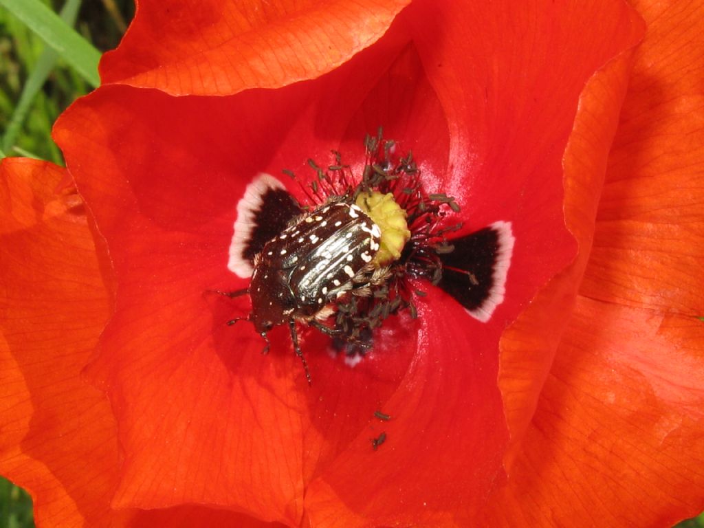 Oxythyrea funesta (Cetoniidae)