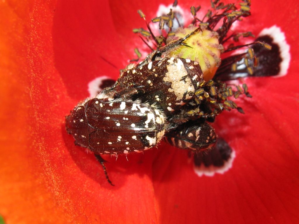 Oxythyrea funesta (Cetoniidae)