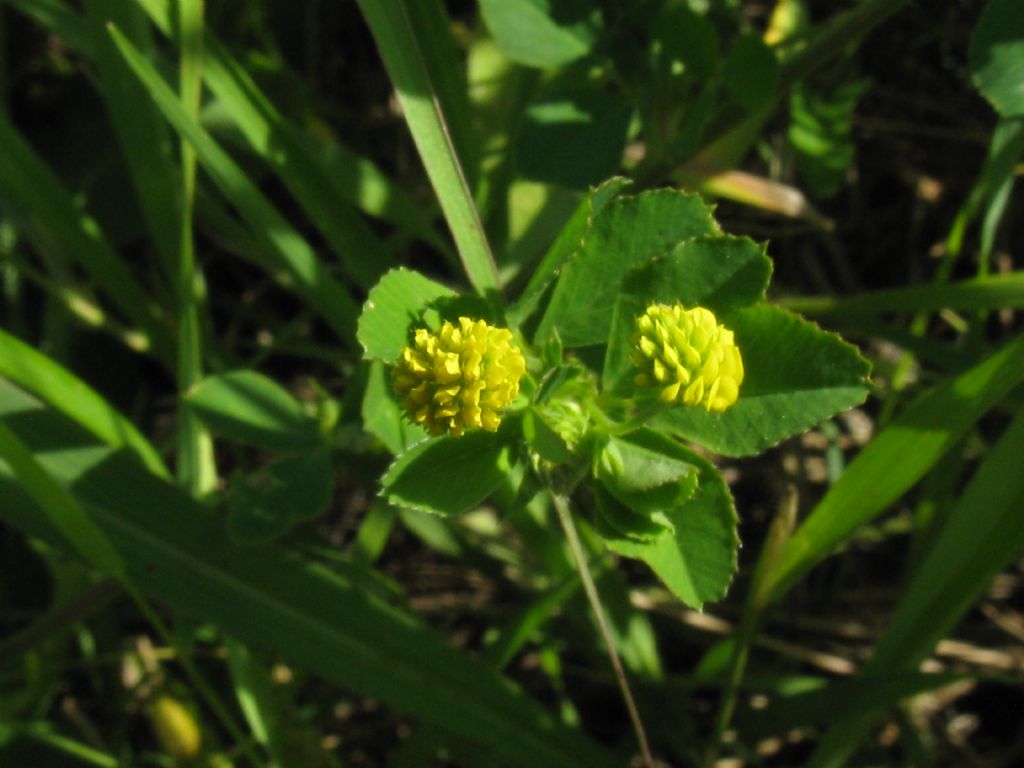 Medicago lupulina / Lupolina