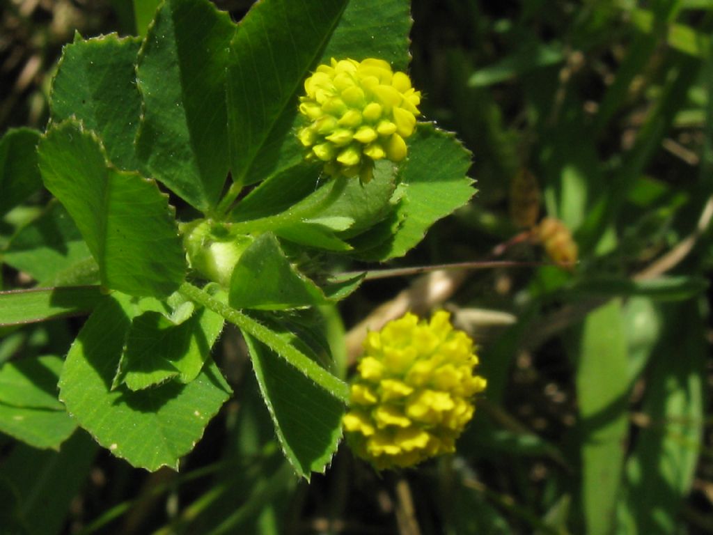 Medicago lupulina / Lupolina