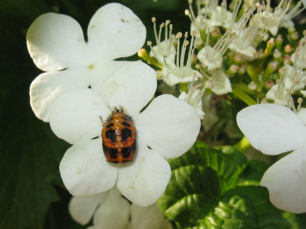 Pupa di Coccinellidae: cfr. Harmonia axyridis