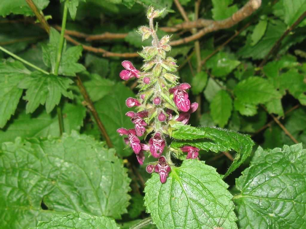 Stachys sylvatica