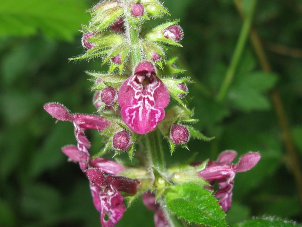 Stachys sylvatica