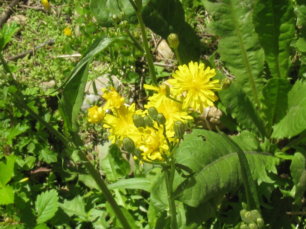 Cicoria? Crepis vesicaria subsp. taraxacifolia