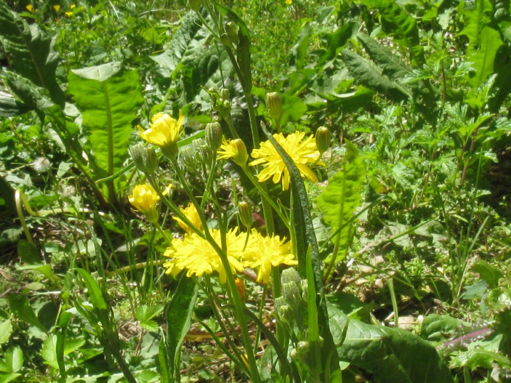 Cicoria? Crepis vesicaria subsp. taraxacifolia