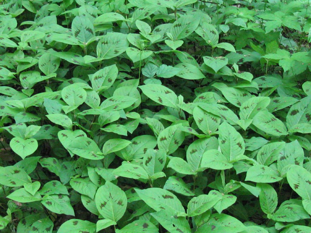 piante erbacee nel parco di Monza