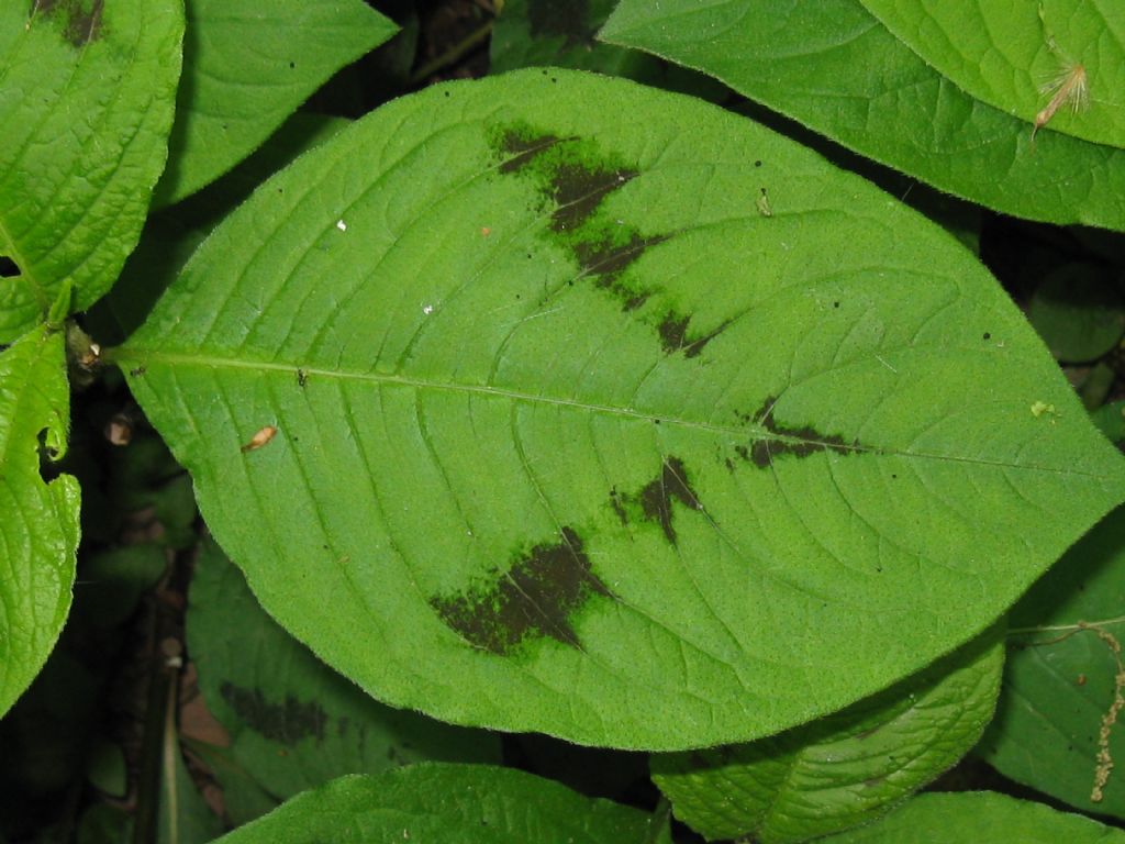 piante erbacee nel parco di Monza