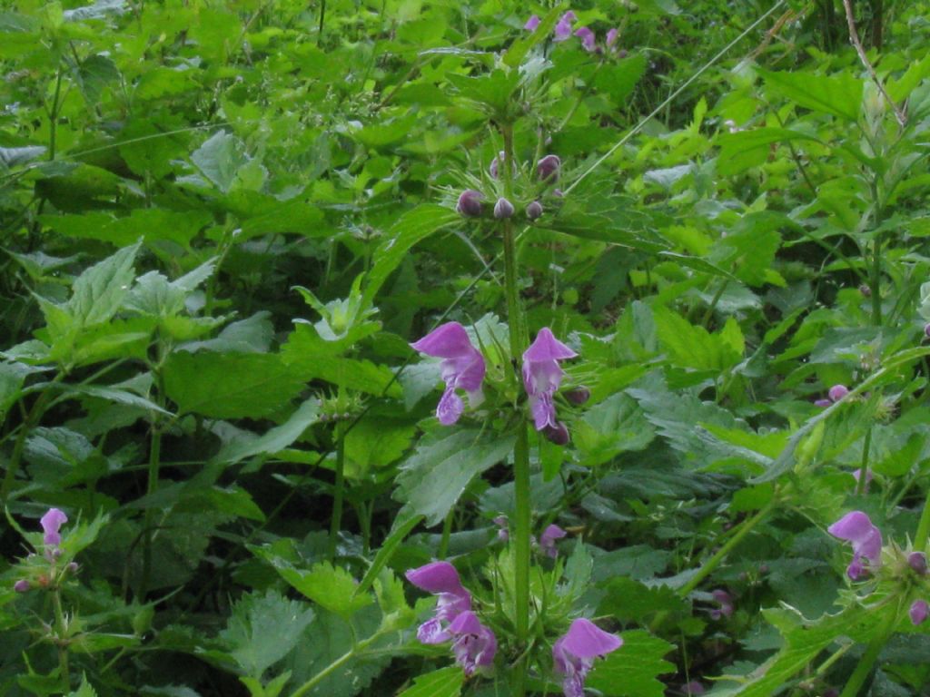Lamium maculatum