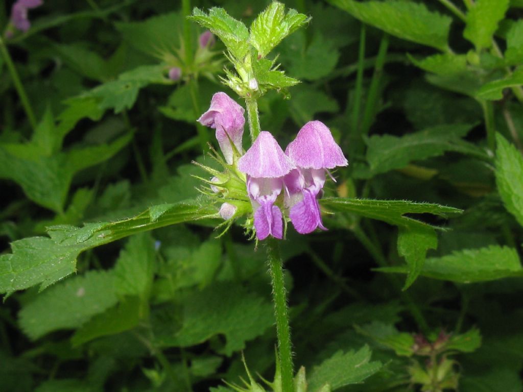 Lamium maculatum