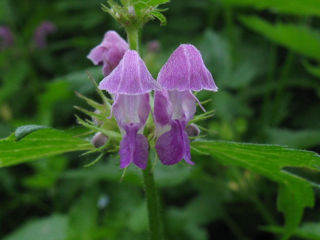 Lamium maculatum