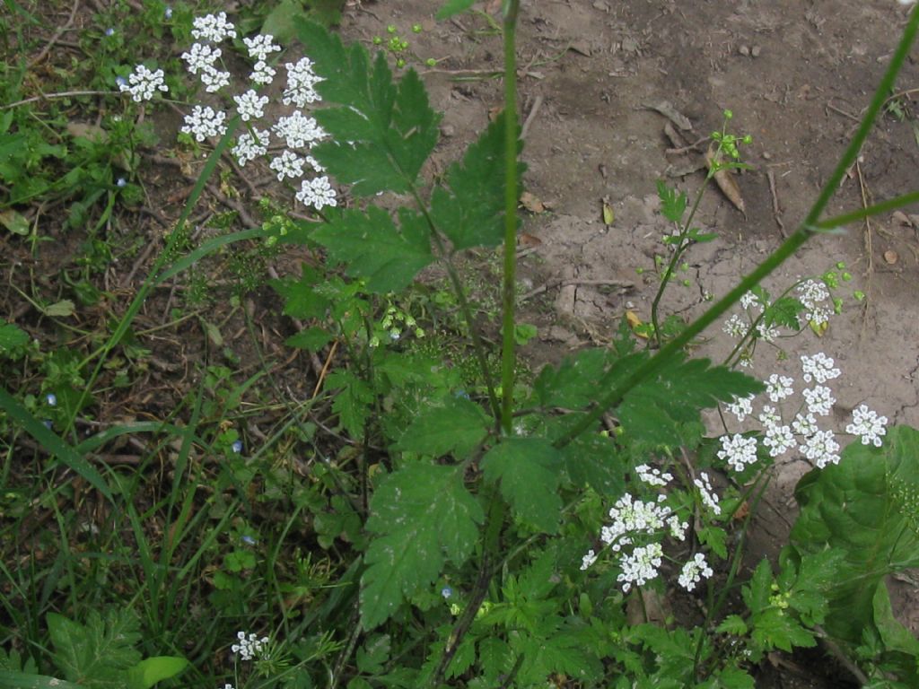 Chaerophyllum temulum