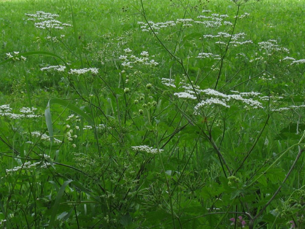 Chaerophyllum temulum