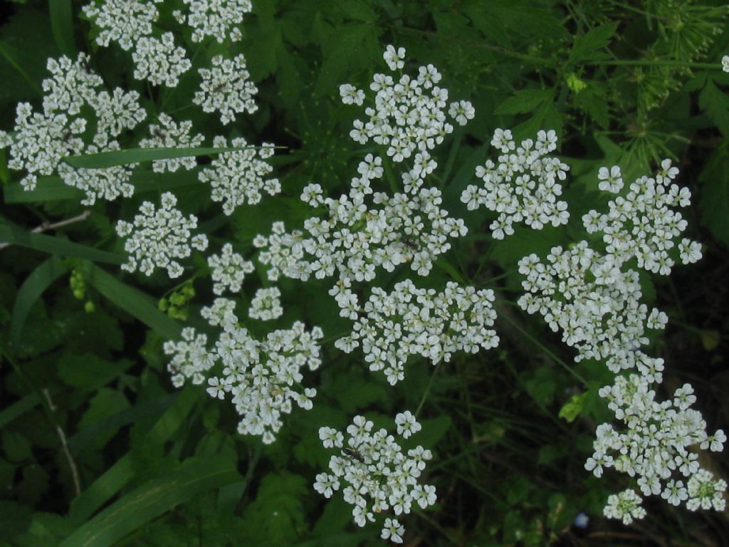 Chaerophyllum temulum