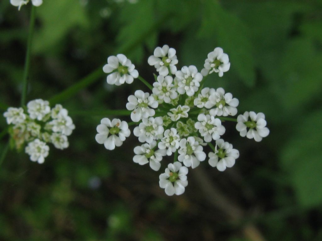 Chaerophyllum temulum