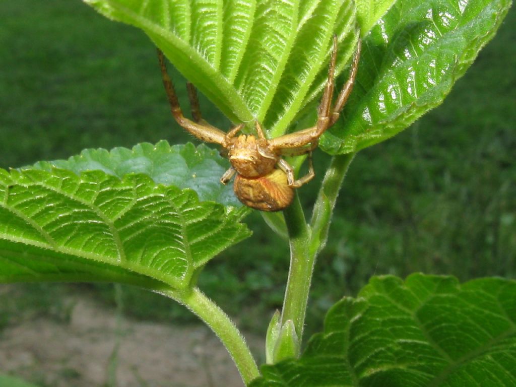 Xysticus sp. - Monza parco (MB)