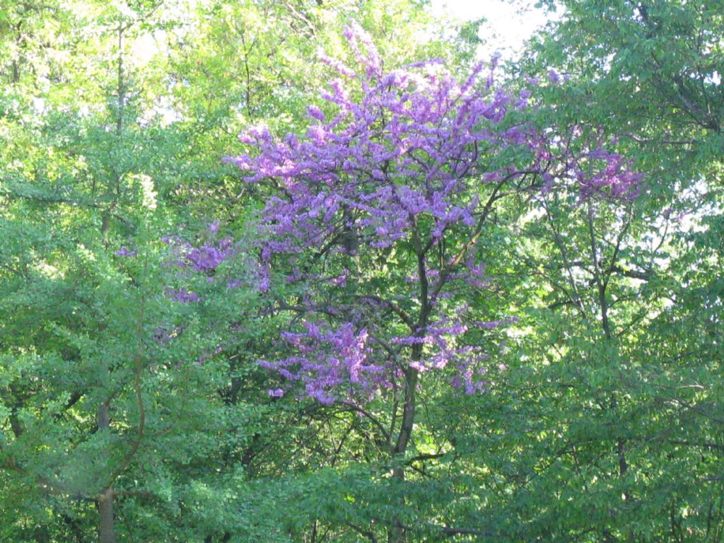 Cercis siliquastrum