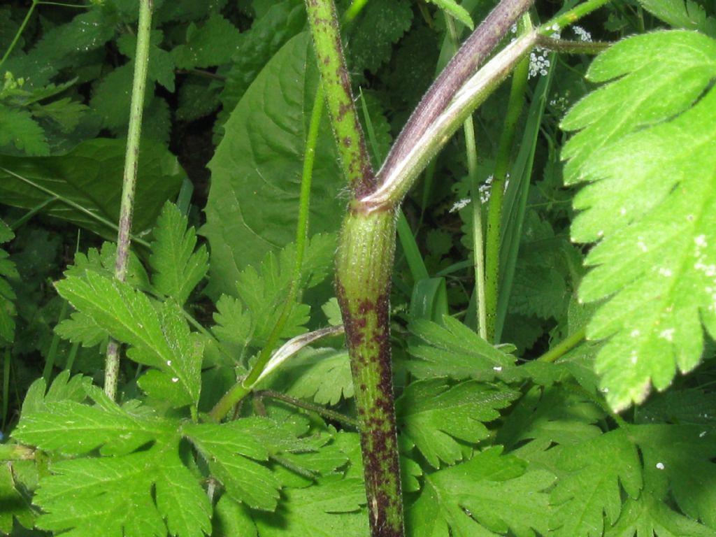 Chaerophyllum temulum