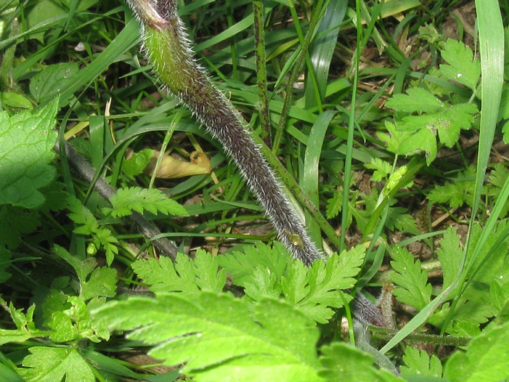 Chaerophyllum temulum