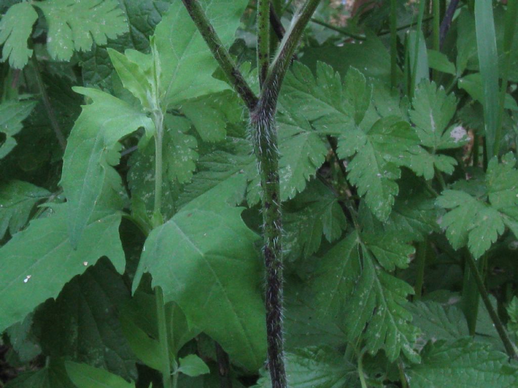 Chaerophyllum temulum