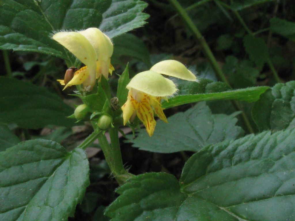 Lamium galeobdolon