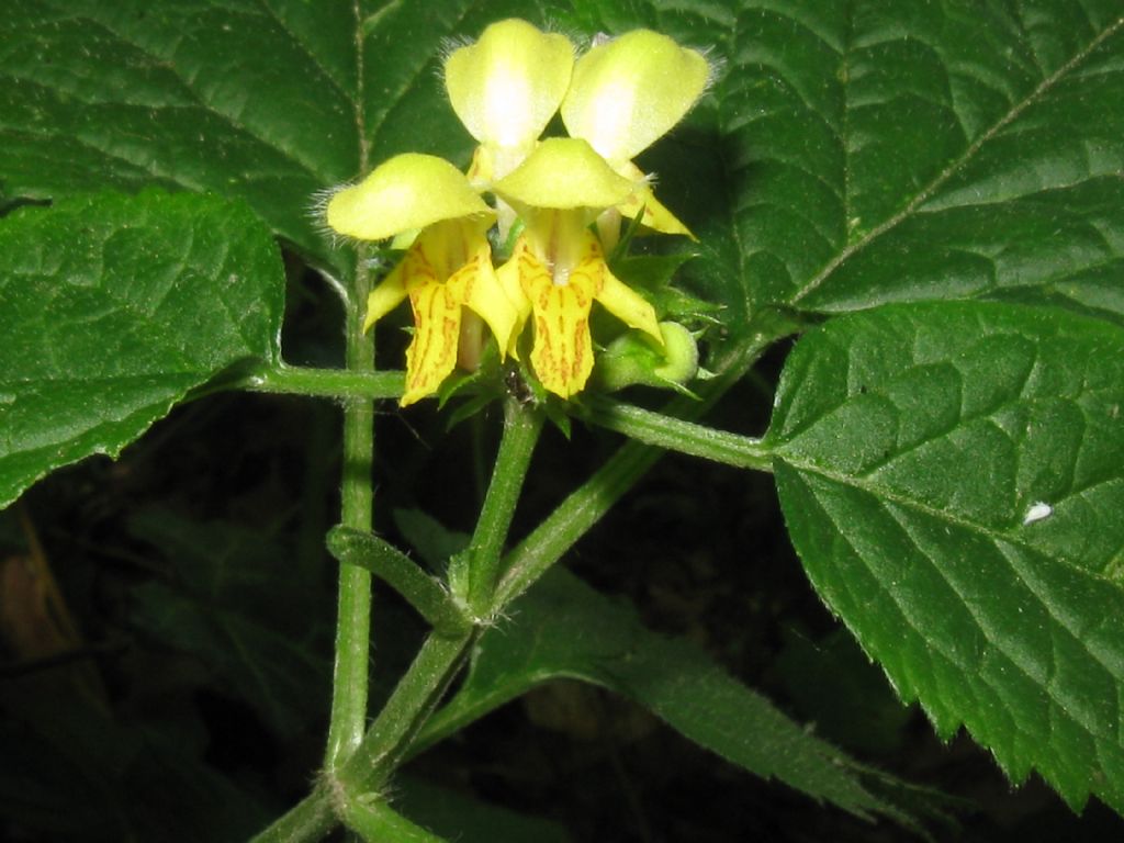 Lamium galeobdolon