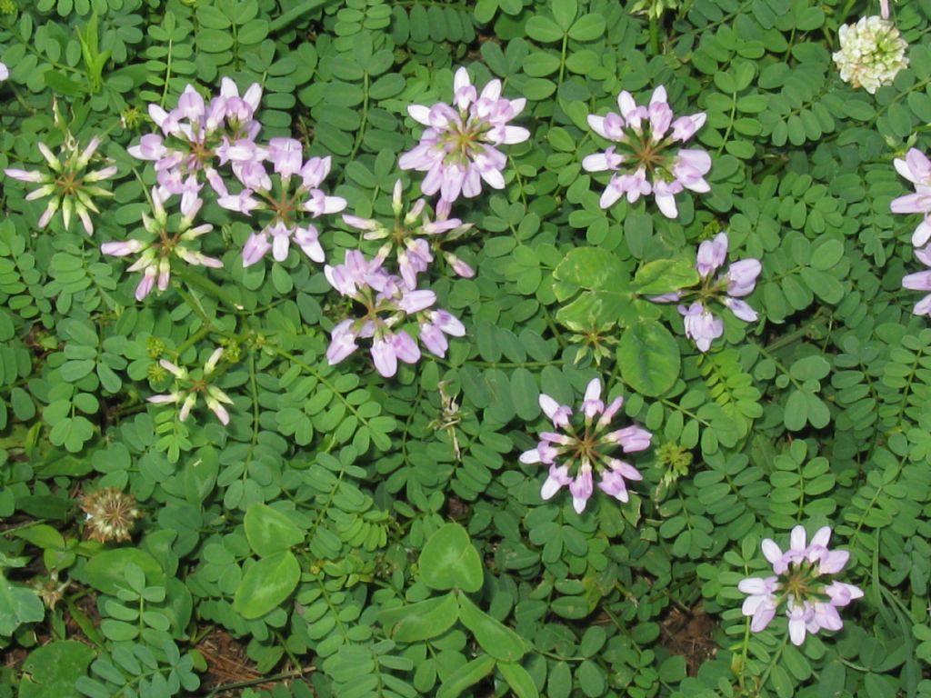 Securigera varia  (Fabaceae)