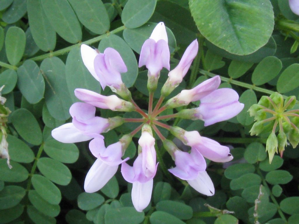 Securigera varia  (Fabaceae)