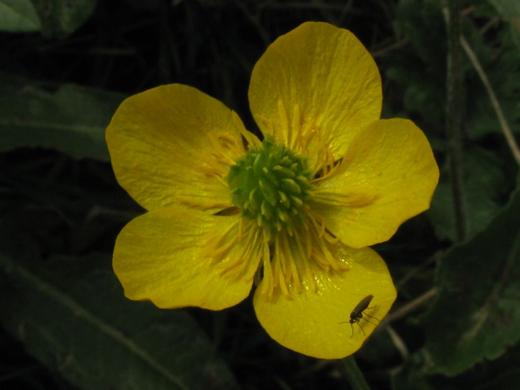 Anemone?Ranuncolo?Anemonoide ranuncoloide? - Ranunculus sp.