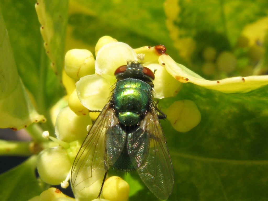 Lucilia cf.ampullacea? No.Neomyia cornicina (Muscidae)