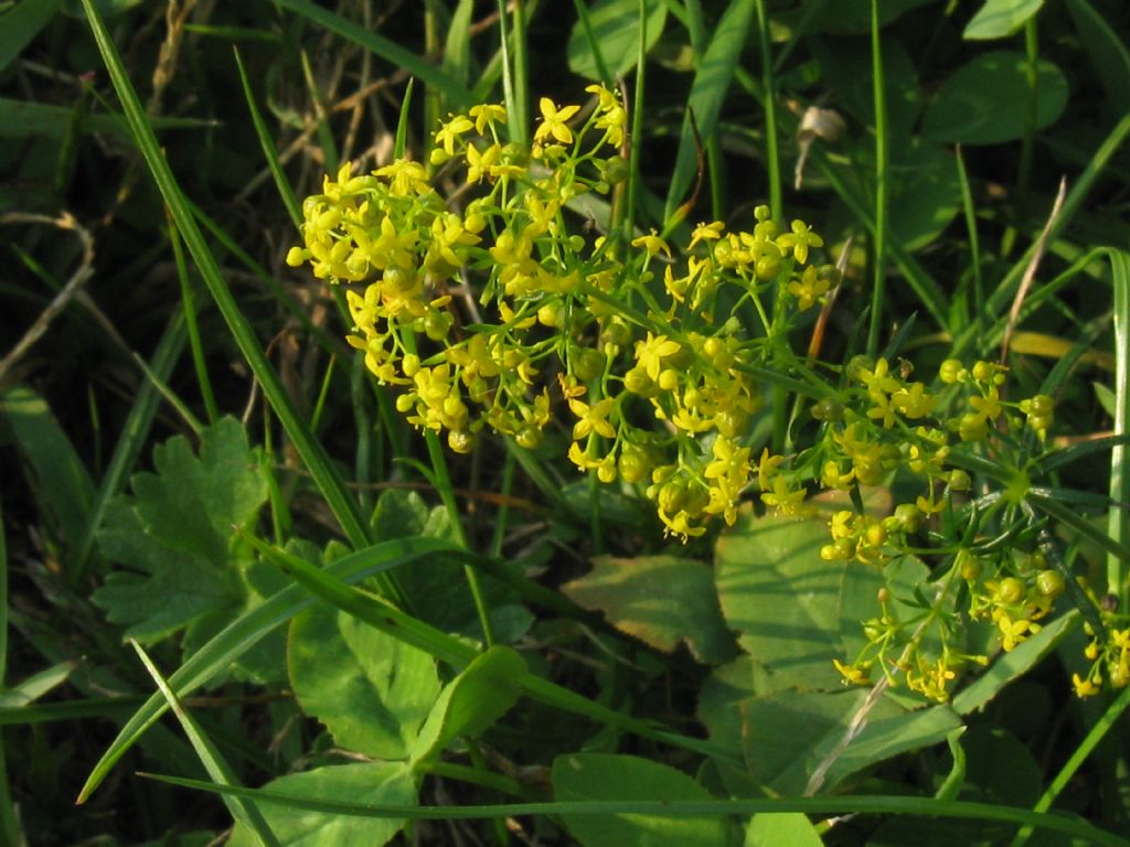 Galium verum / Caglio zolfino