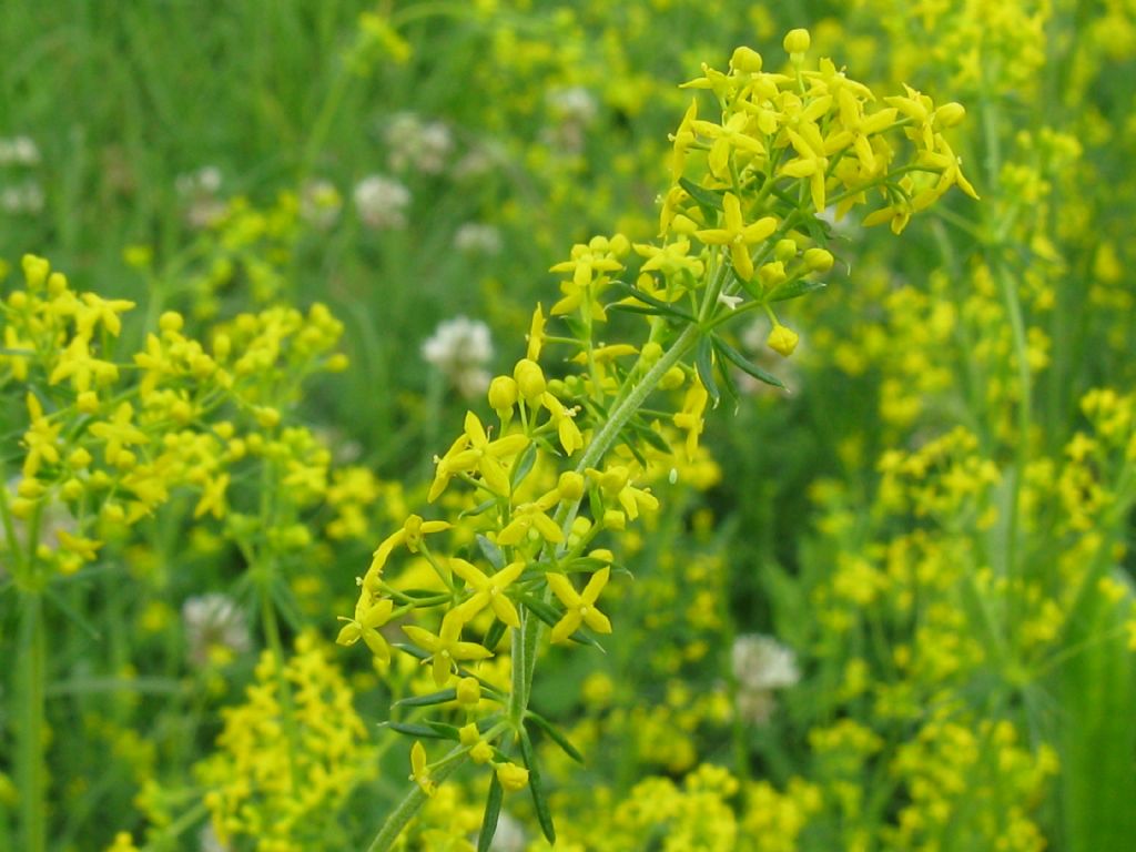 Galium verum / Caglio zolfino