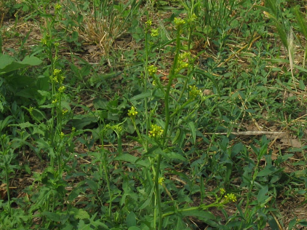 Nel Parco di Monza - Sisymbrium officinale