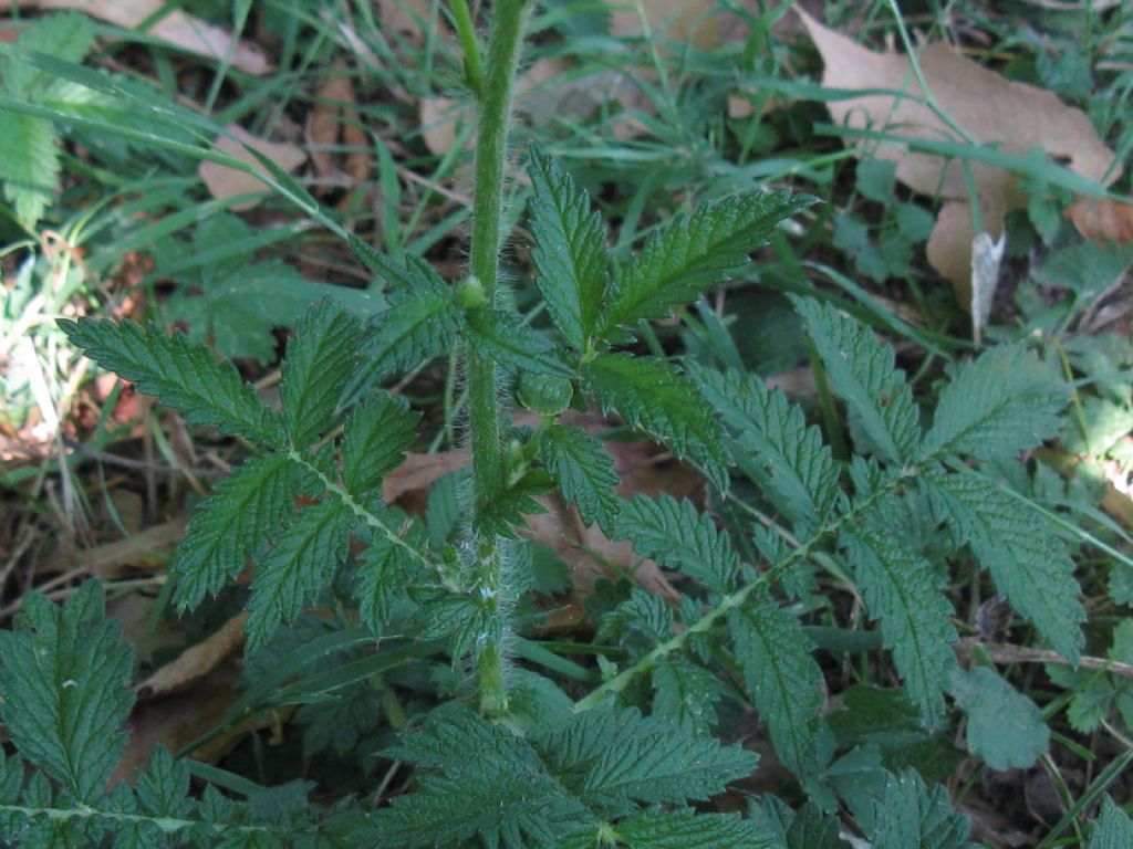 Parco di Monza - Agrimonia eupatoria