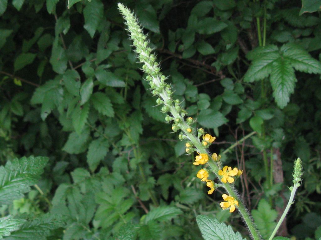 Parco di Monza - Agrimonia eupatoria