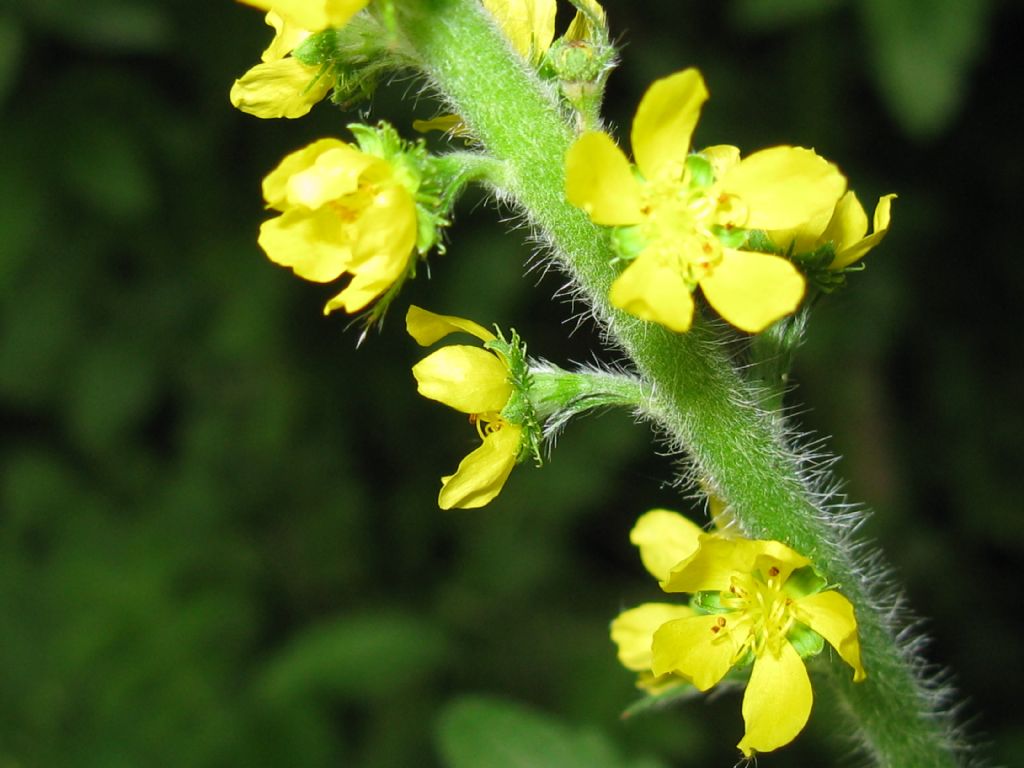 Parco di Monza - Agrimonia eupatoria