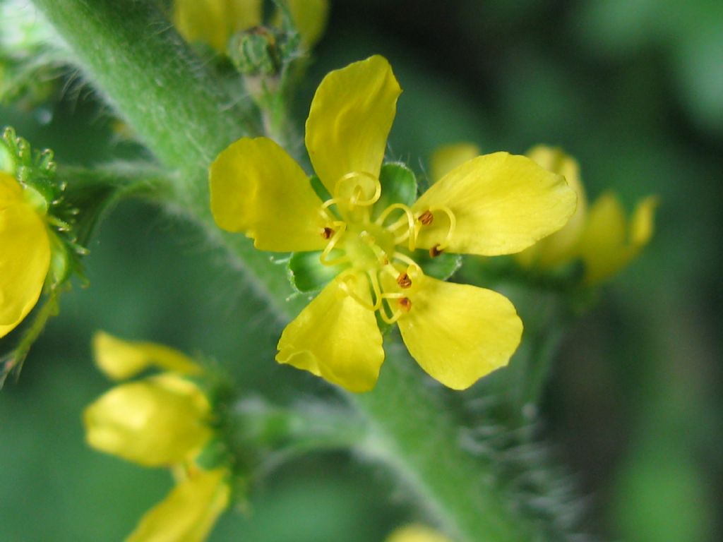 Parco di Monza - Agrimonia eupatoria