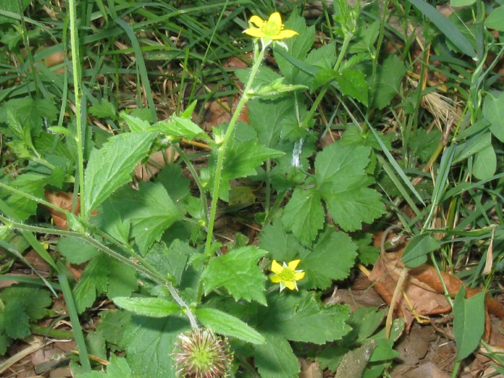 Parco di Monza : Geum urbanum
