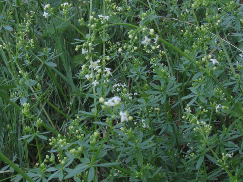 Parco di Monza - Galium mollugo