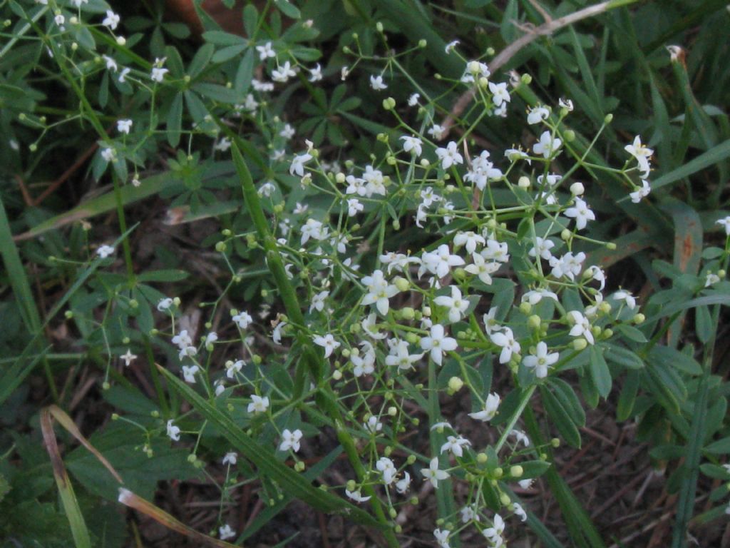 Parco di Monza - Galium mollugo