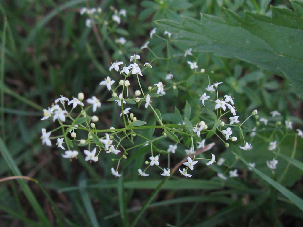 Parco di Monza - Galium mollugo