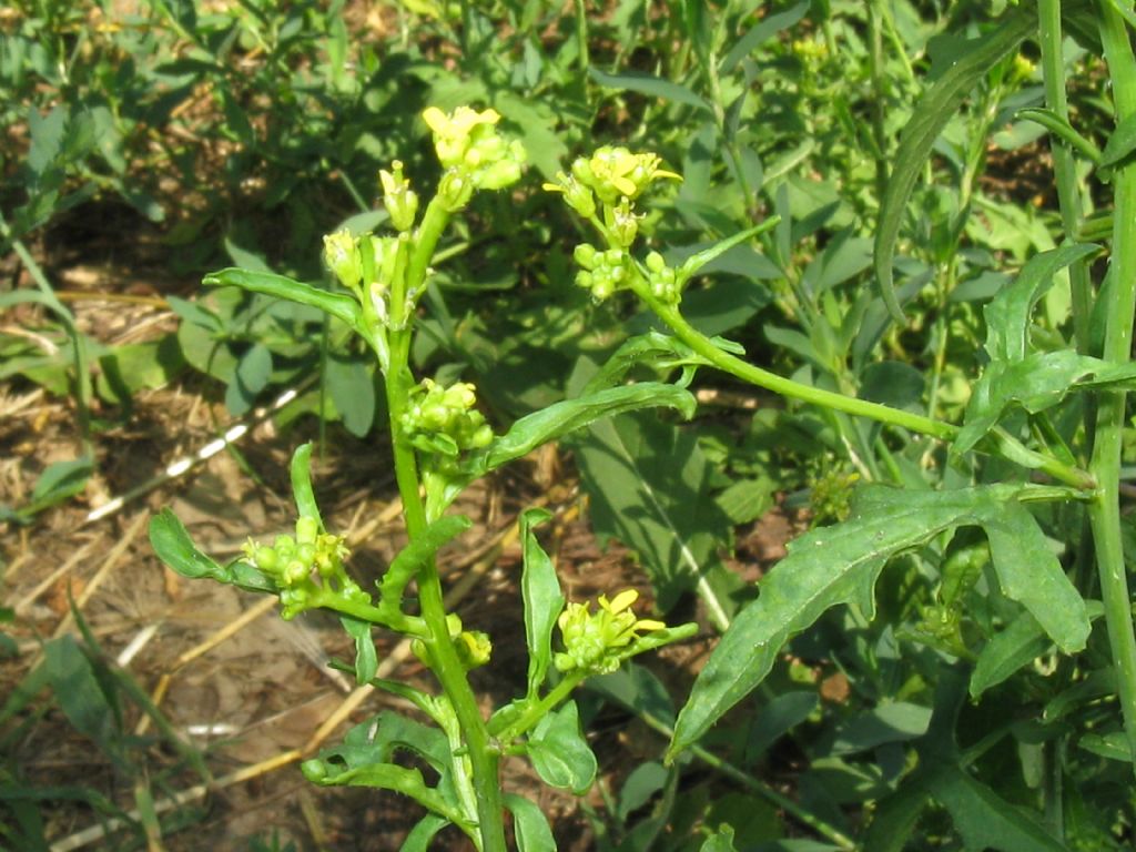 Parco di Monza - Sisymbrium officinale (Brassicaceae)