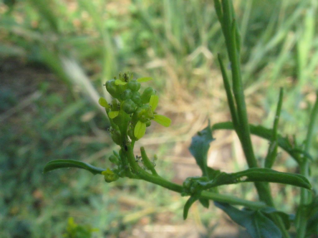 Parco di Monza - Sisymbrium officinale (Brassicaceae)