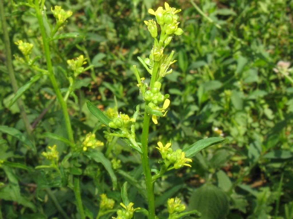 Parco di Monza - Sisymbrium officinale (Brassicaceae)