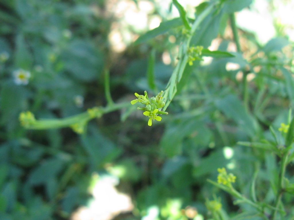 Parco di Monza - Sisymbrium officinale (Brassicaceae)