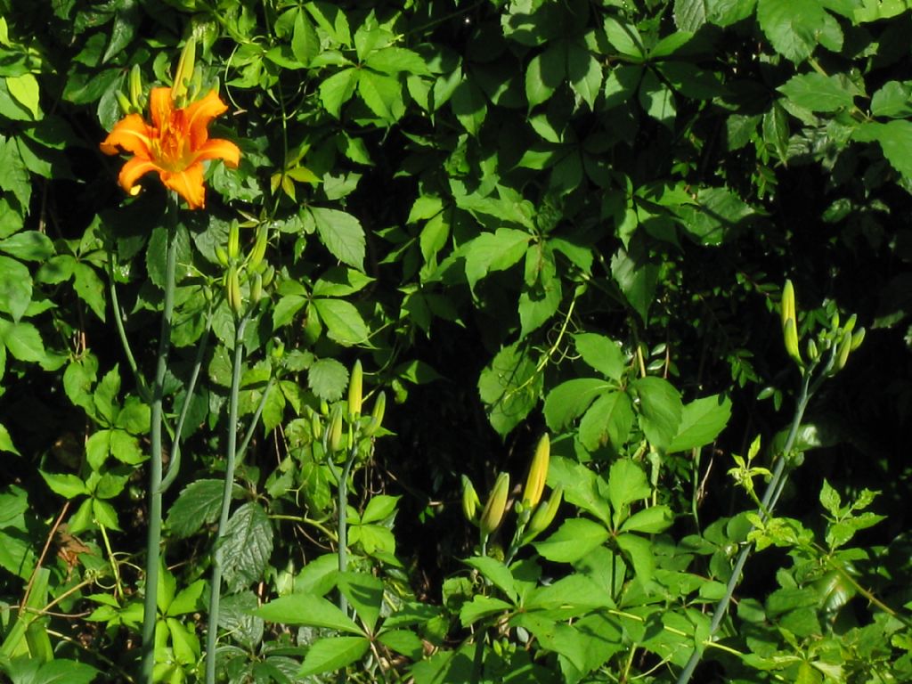 Parco di Monza - Hemerocallis fulva