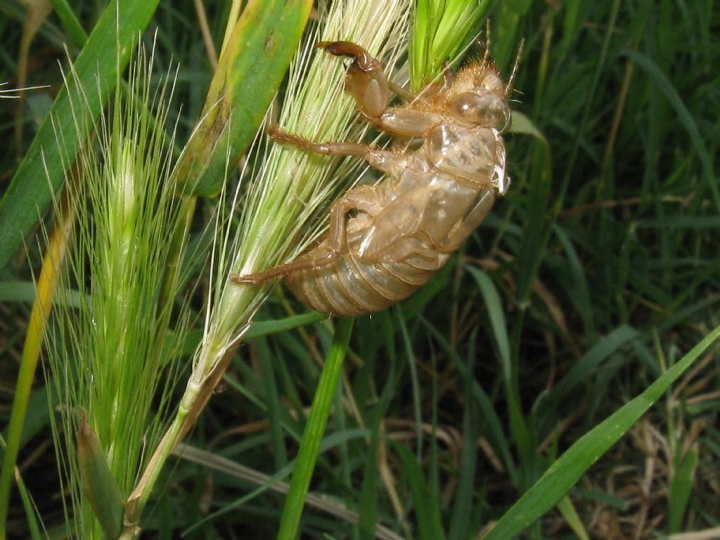 Esuvia di cicala