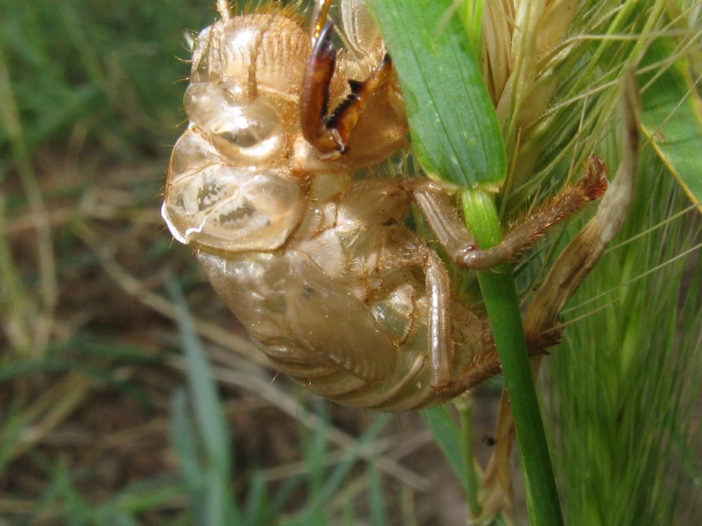 Esuvia di cicala